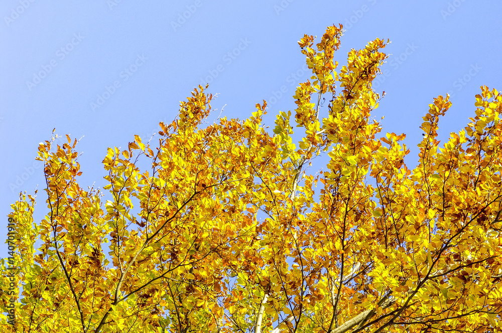 Buchenwald, Rotbuche