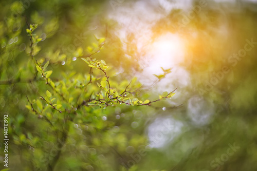 twinkling lights vivid color blurred bokeh spring from leaf background © pilat666