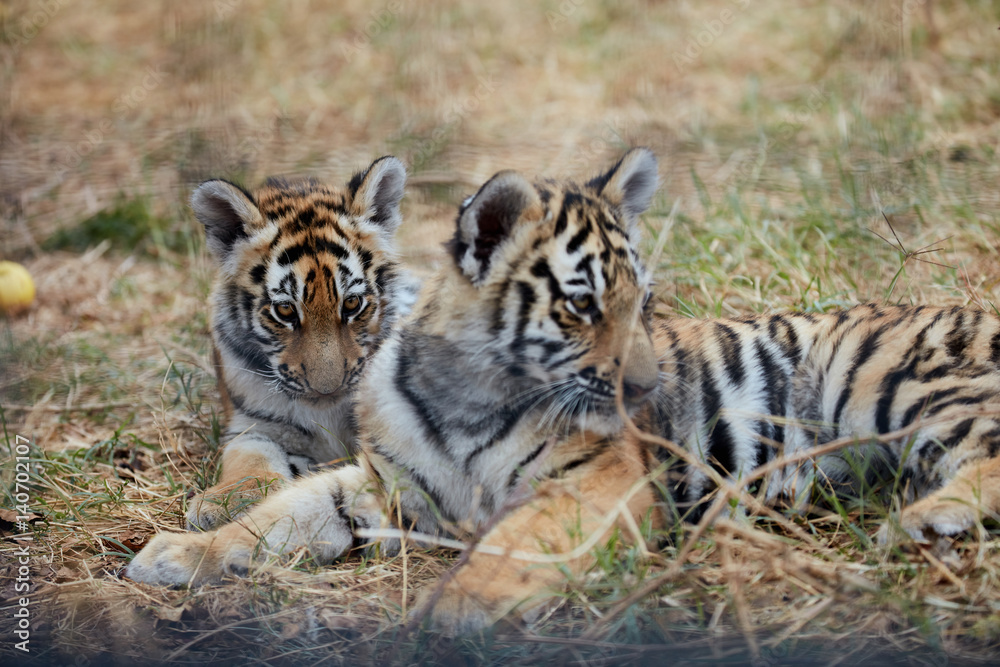 Obraz premium Playing tiger cubs. young Tiger