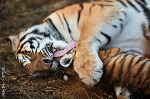 Fototapeta Naklejka Na Ścianę i Meble -  Tiger cub playing with mom