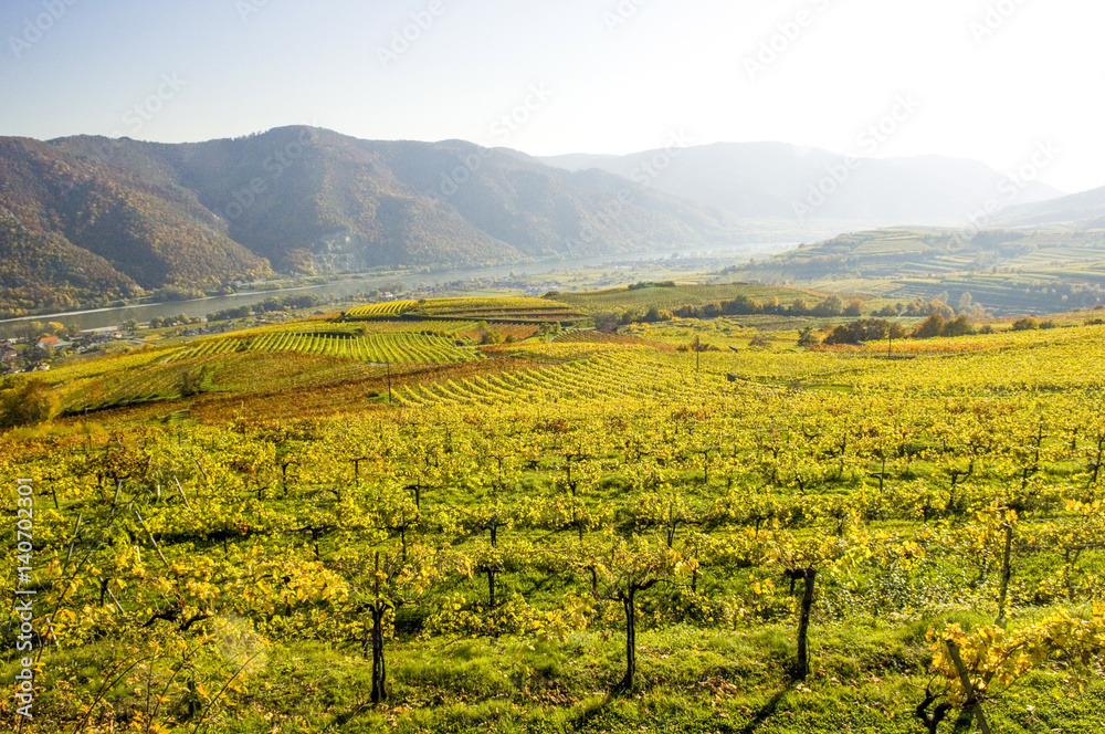 Wachau, herbstlicher Weingarten, Österreich, Niederösterreich,