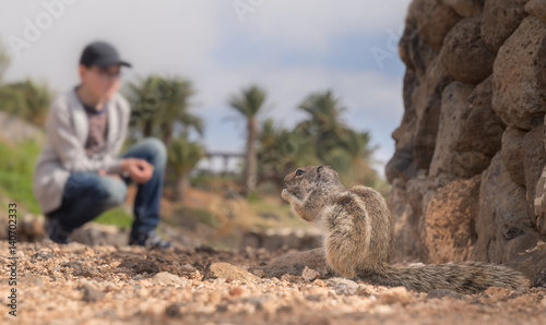 Atlashörnchen Squirell / füttern auf Fuerteventura Tourismus Atrraktion