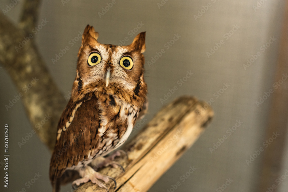 Wise Screech Owl on Branch Wise Screech Owl on Branch