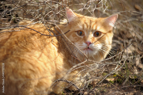 Carefully looking ginger cat in the woods photo