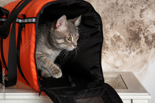 Fototapeta Naklejka Na Ścianę i Meble -  Cat in carrier bag on table