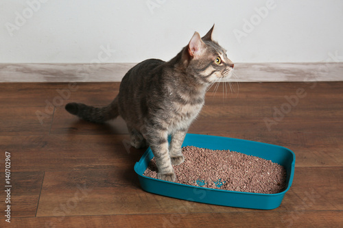 Fototapeta Naklejka Na Ścianę i Meble -  Cute cat in plastic litter box on floor