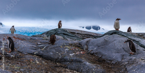 Gentoo penguins colony members standing on the rocks with mountains and glacier in the background, at Peterman Island, Antarctic