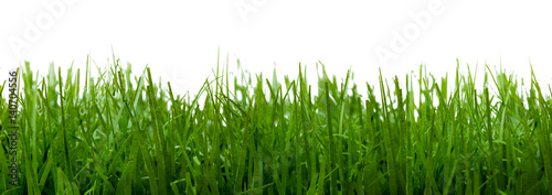 Gras als Textur vor weißem Hintergrund