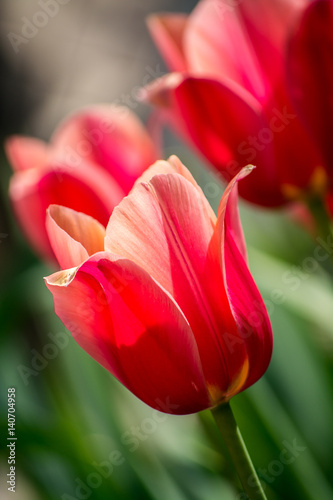 Delicate pink tulips on flowerbed