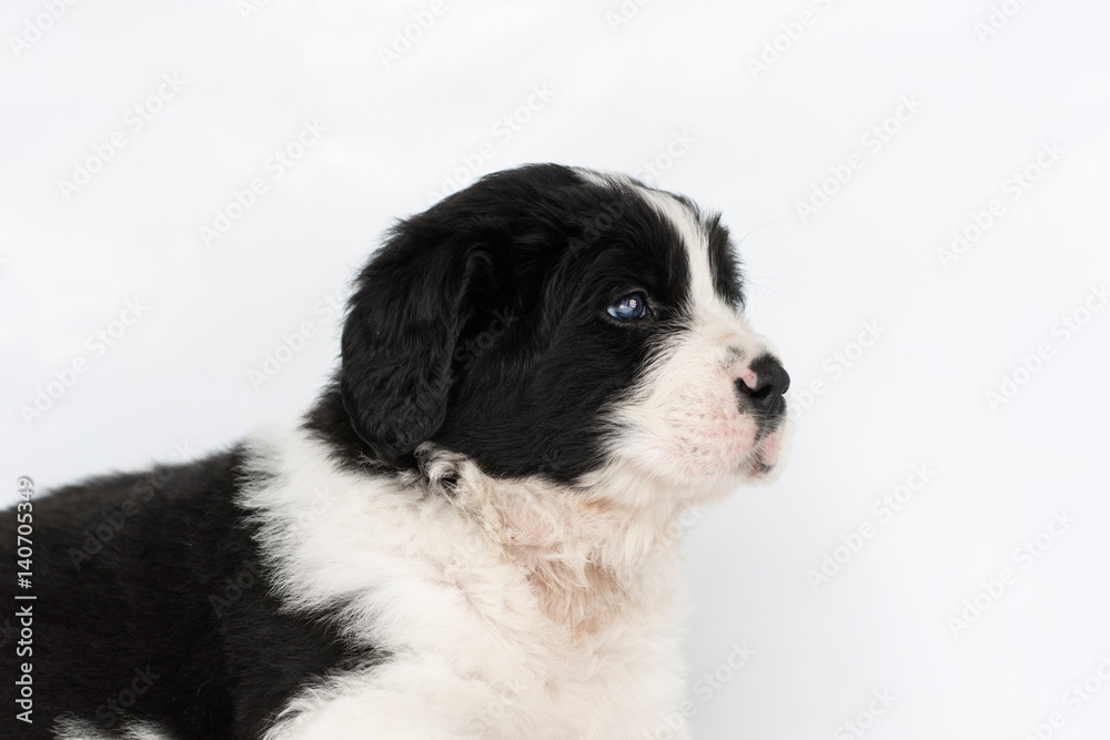  landseer dog kennel pure breed white background 