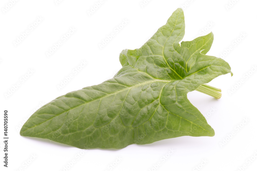 Fresh leaves of spinach on the white background. Fresh leaves of spinach on the white background.