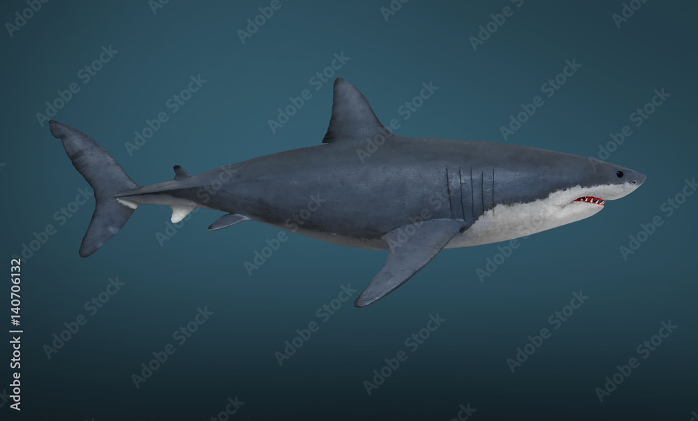 The Great White Shark - Carcharodon carcharias is a world's largest known extant predatory fish. 