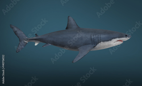 The Great White Shark - Carcharodon carcharias is a world's largest known extant predatory fish.  © Kletr