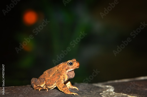 Frog at nighttime
