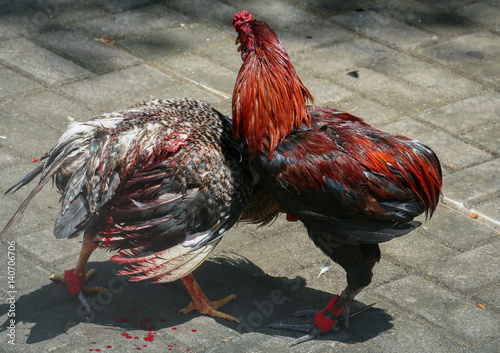 Cockfight in Bali