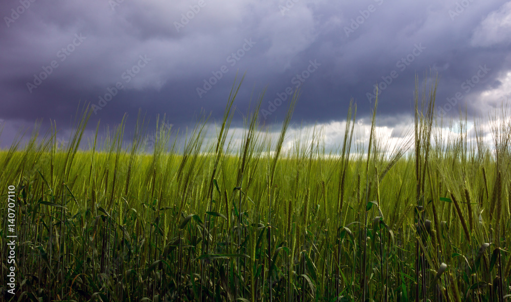 wheat in a field on a background of storm clouds