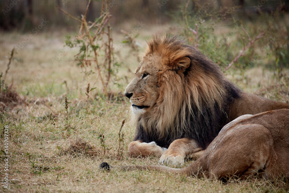 Naklejka premium Beautiful Lion. Caesar in the savanna. scorched grass