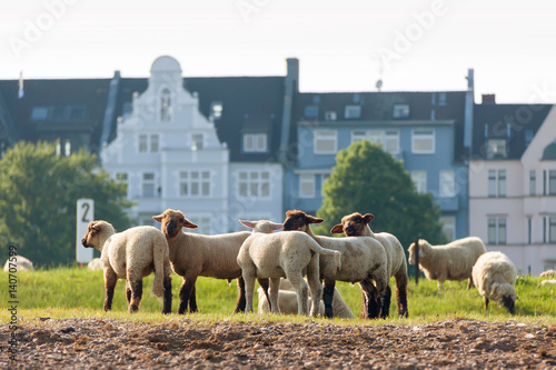 Rheinschafe Düsseldorf