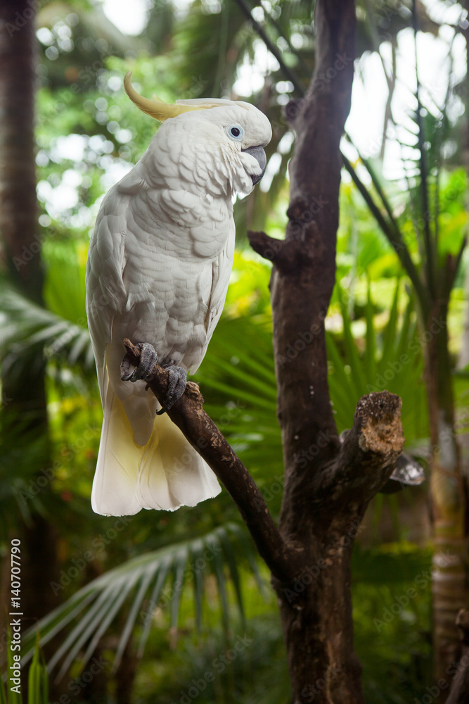 White parrot on a branch. Sulphur-crested Cockatoo Cacatua galerita White parrot on a branch. Sulphur-crested Cockatoo Cacatua galerita