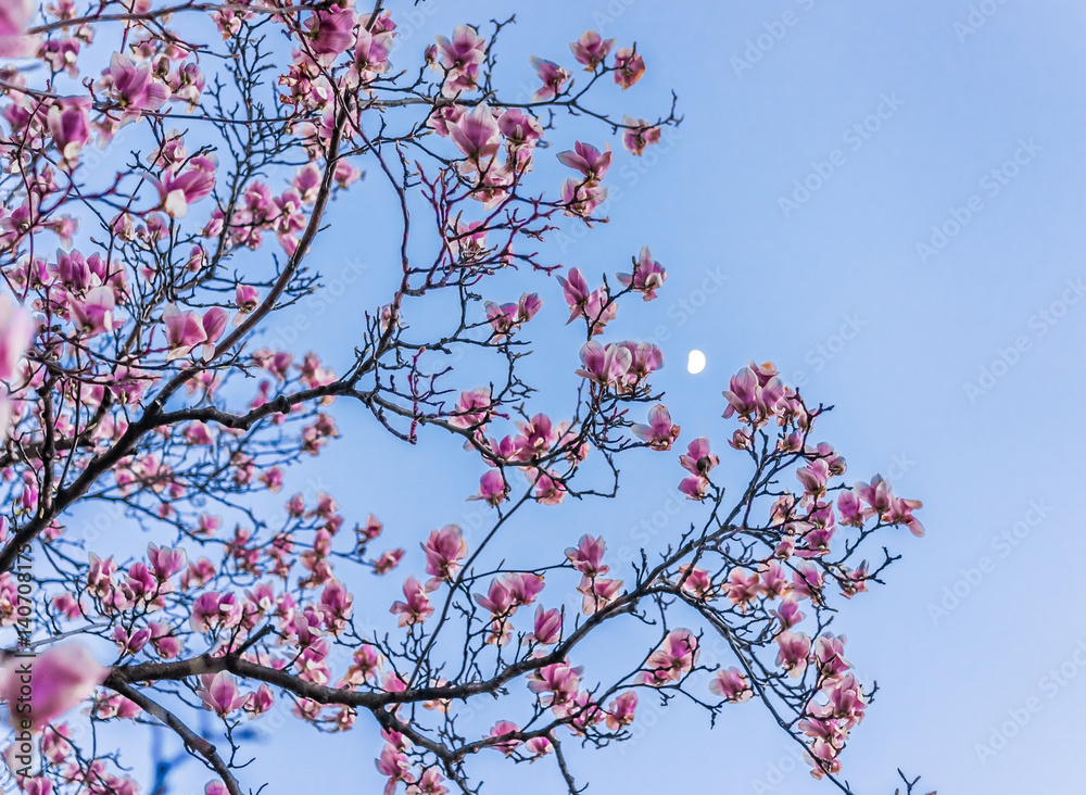 Magnolia flowers macro closeup against blue sky and moon Magnolia flowers macro closeup against blue sky and moon