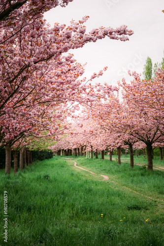 Japanese cherry blossoms