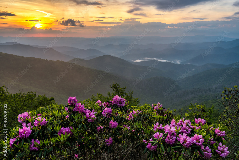 Catawba Rhododendron and sunset, Blue Ridge Parkway, North Carolina Catawba Rhododendron and sunset, Blue Ridge Parkway, North Carolina