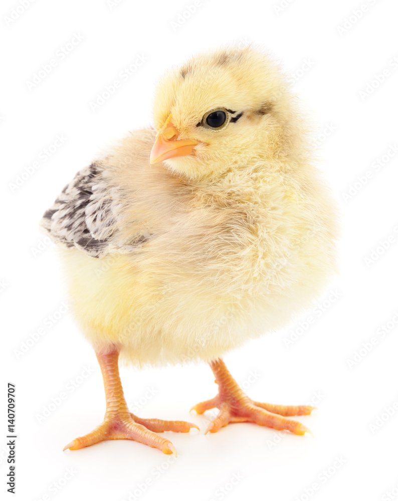 Fototapeta premium Small yellow chicken