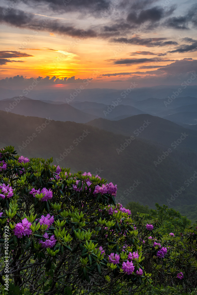 Catawba Rhododendron and sunset, Blue Ridge Parkway, North Carolina Catawba Rhododendron and sunset, Blue Ridge Parkway, North Carolina