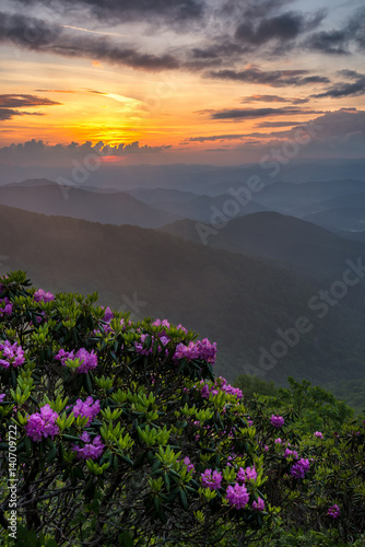 Catawba Rhododendron and sunset  Blue Ridge Parkway  North Carolina