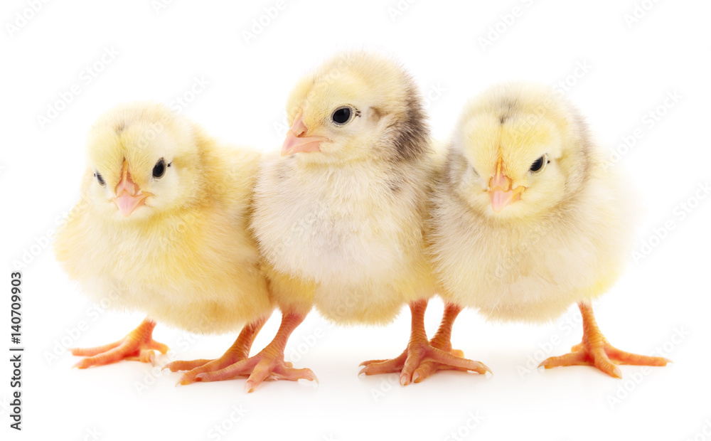 Three cute chicks. Three cute chicks.