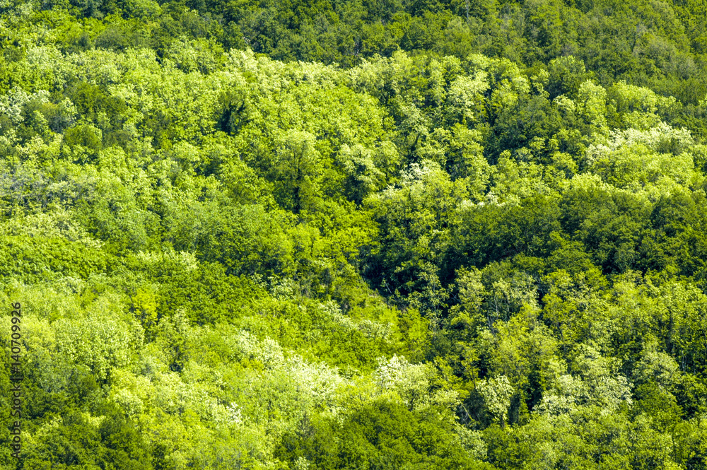 Laubmischwald, Slowenien, Südslowenien, Stanjel Laubmischwald, Slowenien, Südslowenien, Stanjel