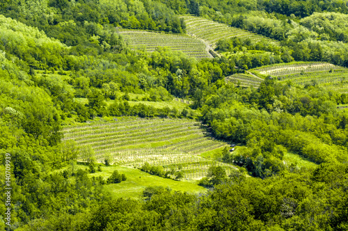 Waldlandschaft mit Feldern, Hügellandschaft, Slowenien, Südslo photo