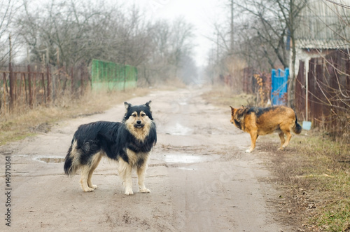 Canvas Print Two large stray dogs stand on a dirt road