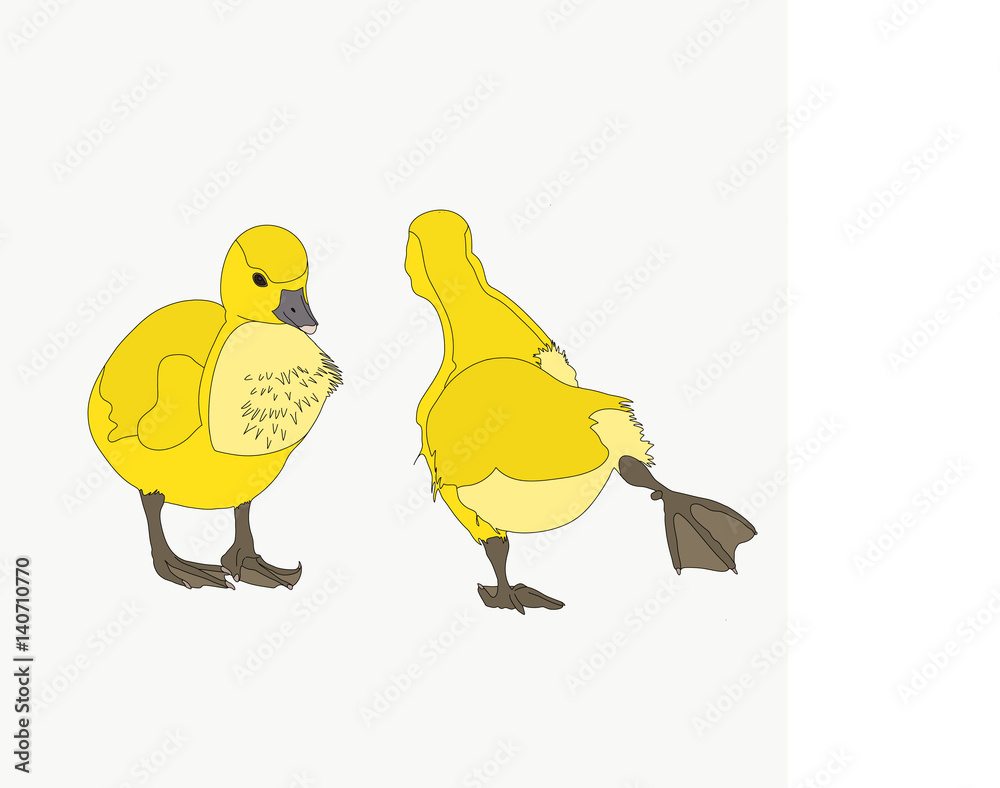 Portrait of a two joking and funny moving graylag goose chickens, hand drawn vector illustration isolated on white background