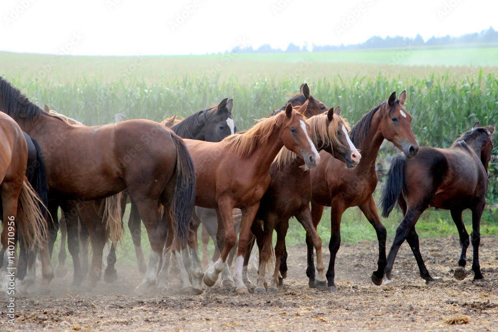 dancer in the dust, a herd of wild horses on dusty ground
