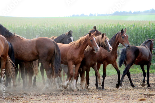 dancer in the dust, a herd of wild horses on dusty ground
