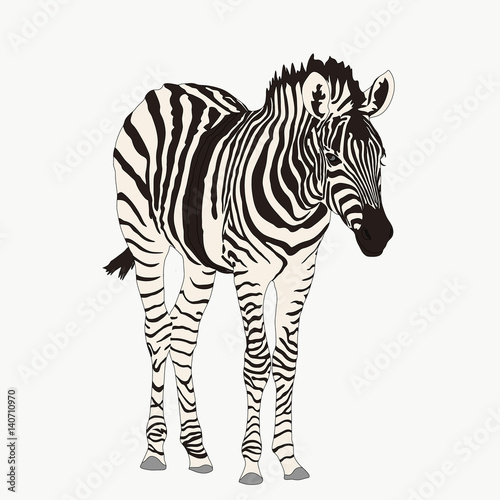 Portrait of a Zebra, hand drawn vector illustration isolated on white background