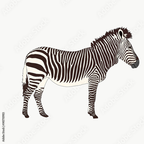 Portrait of a  Zebra  hand drawn vector illustration isolated on white background