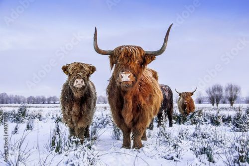 Scottish highlanders in a winter scenery
