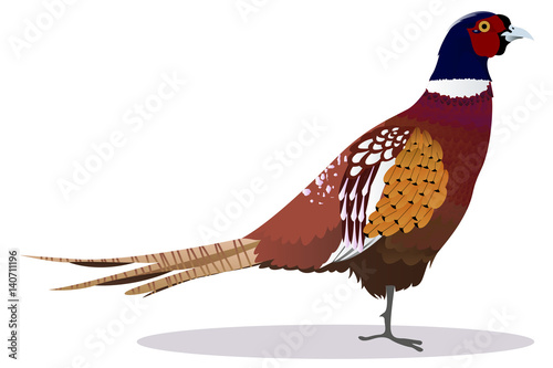 Cartoon male common pheasant vector illustration isolated on white background. Wild bird colorful icon.