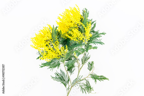Branch of mimosa on white background. Flat lay, top view.