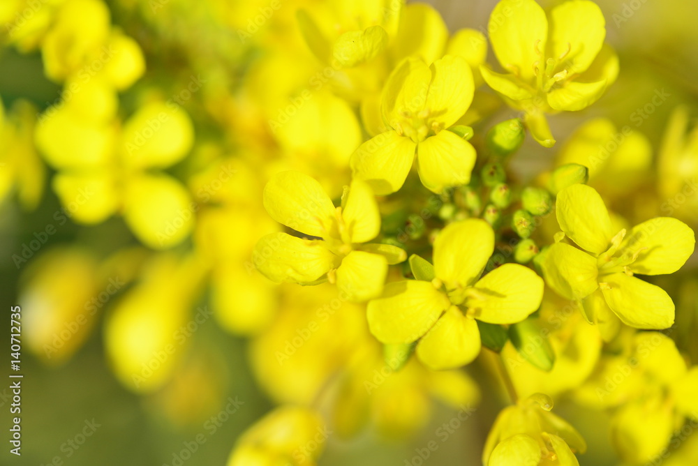 Field mustard Field mustard