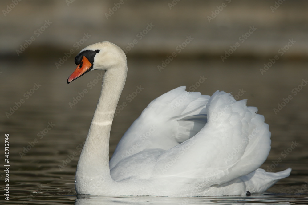 Obraz premium Cigno reale in parata nuziale