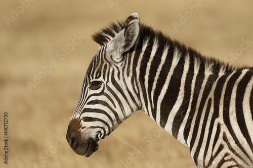 Zebra primo piano