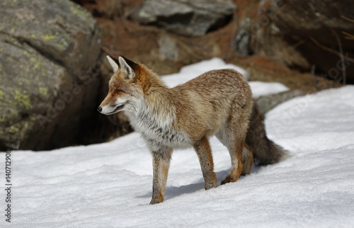 Volpe rossa sulla neve