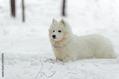 Samoyed puppy in winter photo