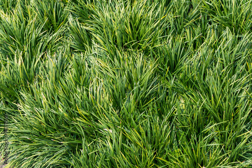 Beautiful green tree for background