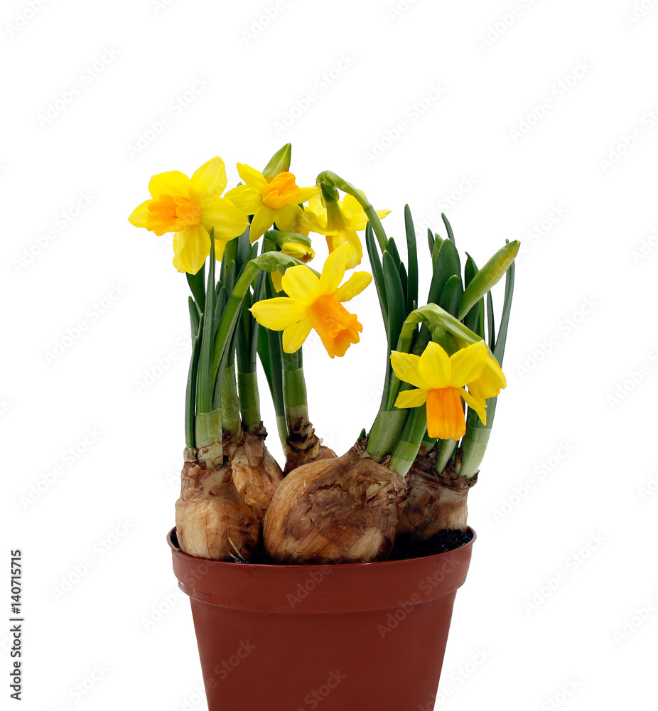 Narzissen / Osterglocken - Blumen mit Blumenzwiebeln im Topf - Freisteller,  freigestellt / isoliert, weißer Hintergrund Photos | Adobe Stock
