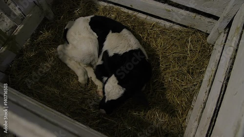 Just born calf stands up photo