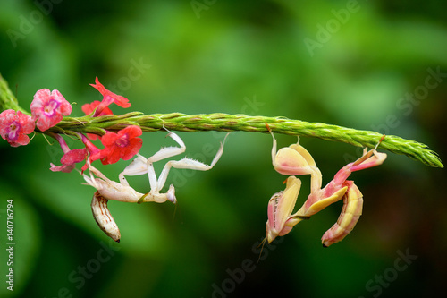 Two mantis insects on a plant, Teluk Bahang, Penang,  photo
